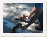 Two squirrels * 2592 x 1944 * (1.76MB)